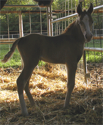 Aslan just born